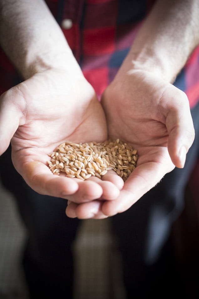 hands holding ancient grain farro.