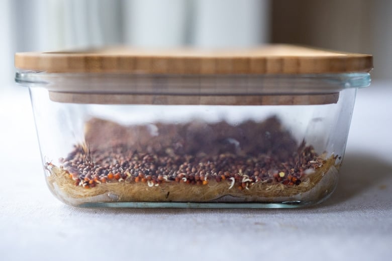 how to grow Microgreens. wait till the broccoli seeds start to sprout before uncovering. 